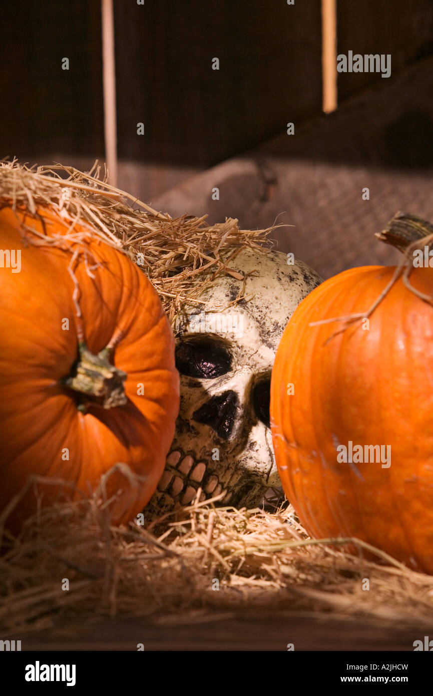 pumpkins and skull Stock Photo