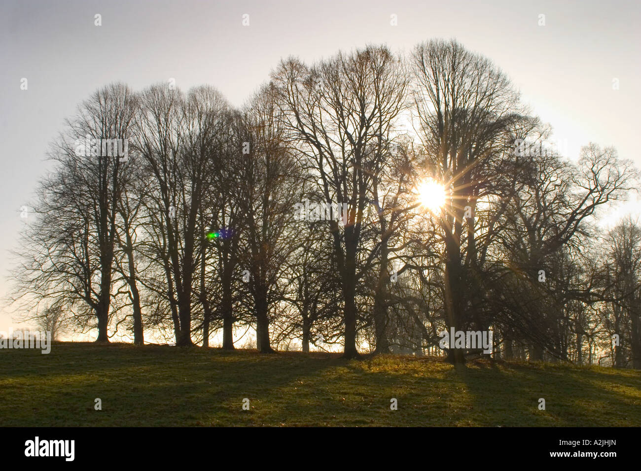 Trees in Silhouette Stock Photo