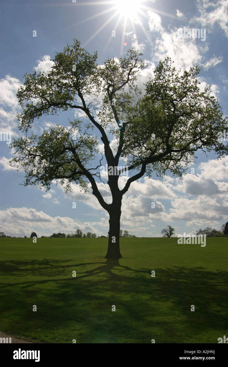 Silhouette of a tree in a park against a blue sky with rays of sunlight ...