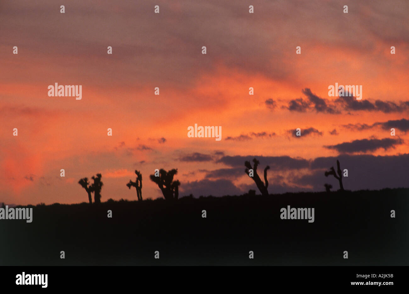 Sunset over the Joshua Trees in Death Valley California Stock Photo