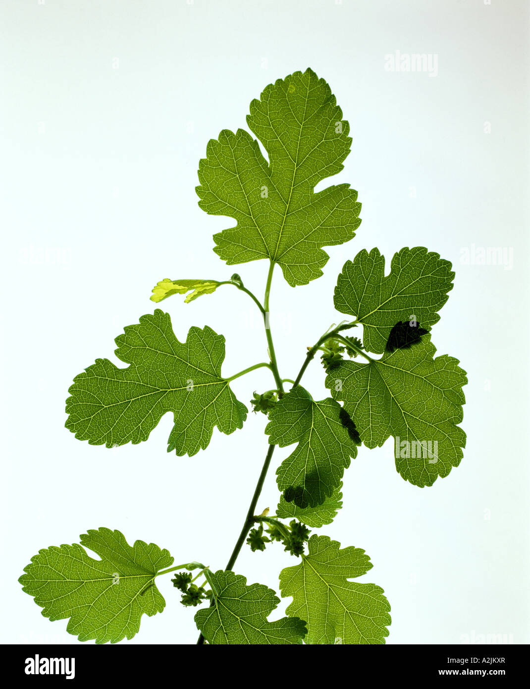 RED MULBERRY (MORES RUBRA) LEAVES ARE TOOTHED, OFTEN LOBED, NOT HAIRY, LEAF BASES EVEN WITH IMMATURE BERRIES Stock Photo