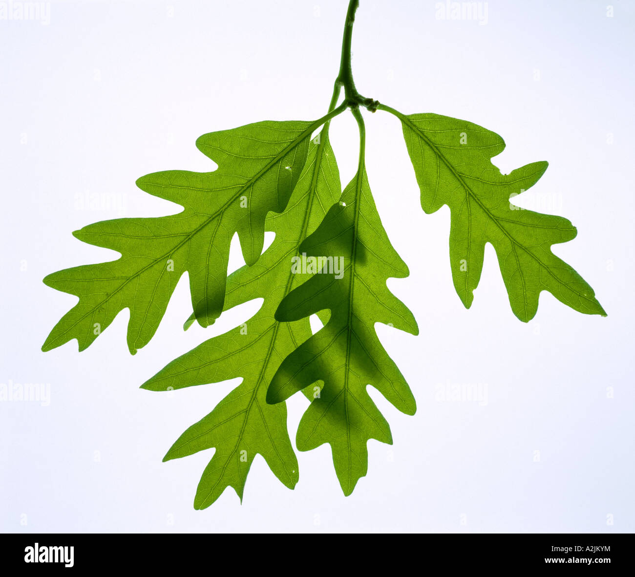 WHITE OAK (QUERCUS ALBA) EVENLY LOBED HAIRLESS LEAVES; SOMEWHAT WHITENED BENEATH; PINNATE VENATION Stock Photo
