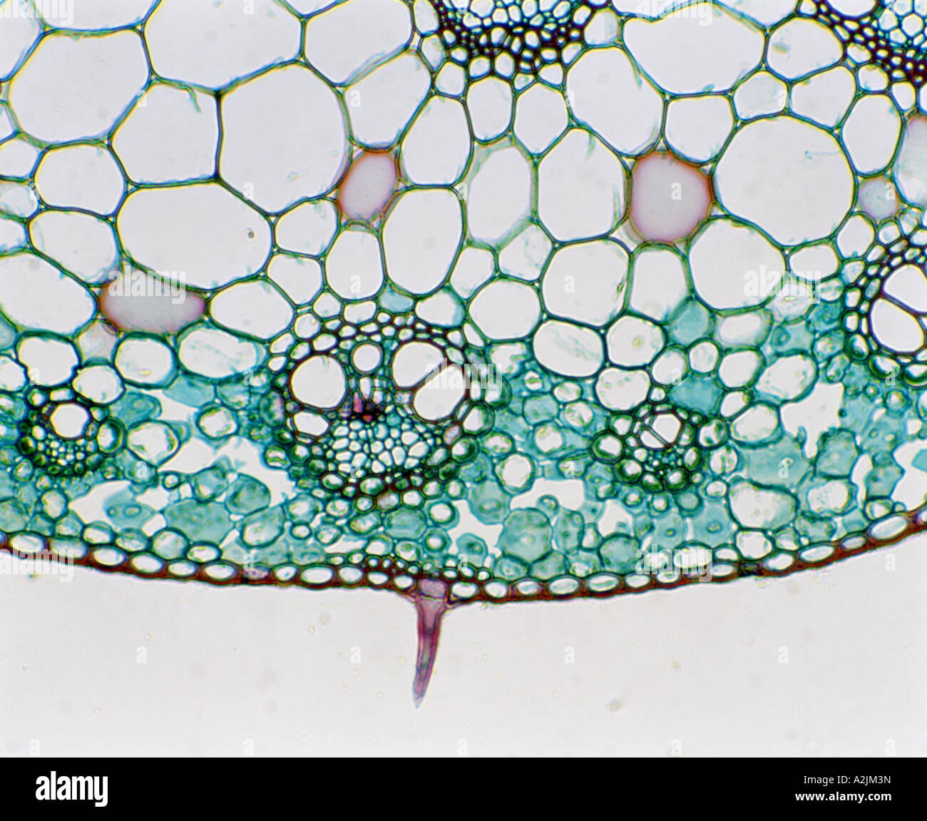 Corn stem cross section High Resolution Stock Photography and Images ...