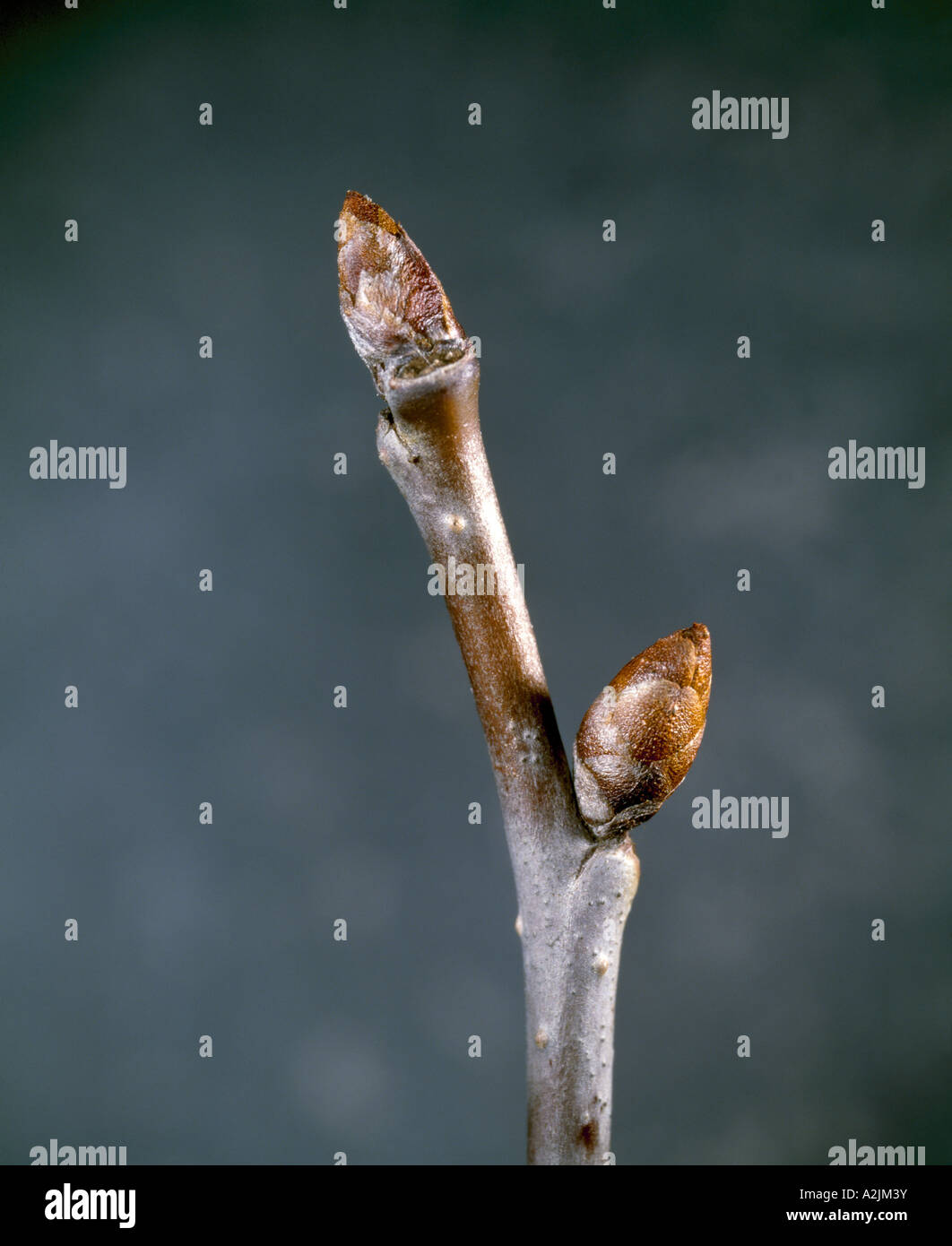 SOUR CHERRY STEM (PRUNUS CERASUS) SHOWS TERMINAL BUD, LATERAL (AXILLARY) BUD AND LENTICELS Stock Photo