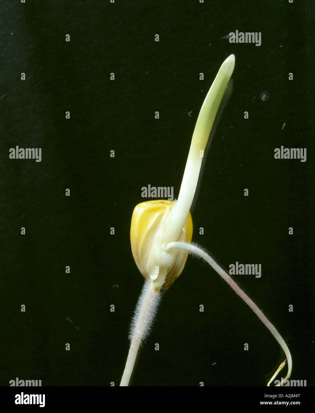 FIELD CORN / GERMINATING KERNEL SHOWING PRIMARY AND SECONDARY ROOTS