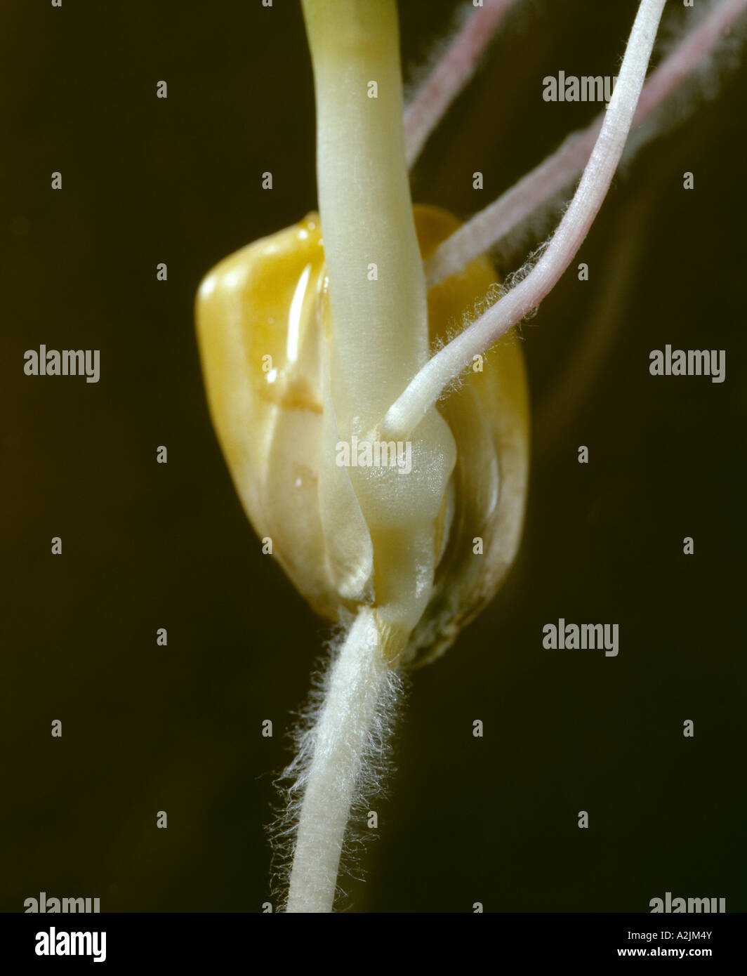 FIELD CORN/GERMINATION GERMINATING KERNEL WITH PRIMARY AND SECONDARY ROOTS, ROOT HAIRS AND COLEOPTILE Stock Photo