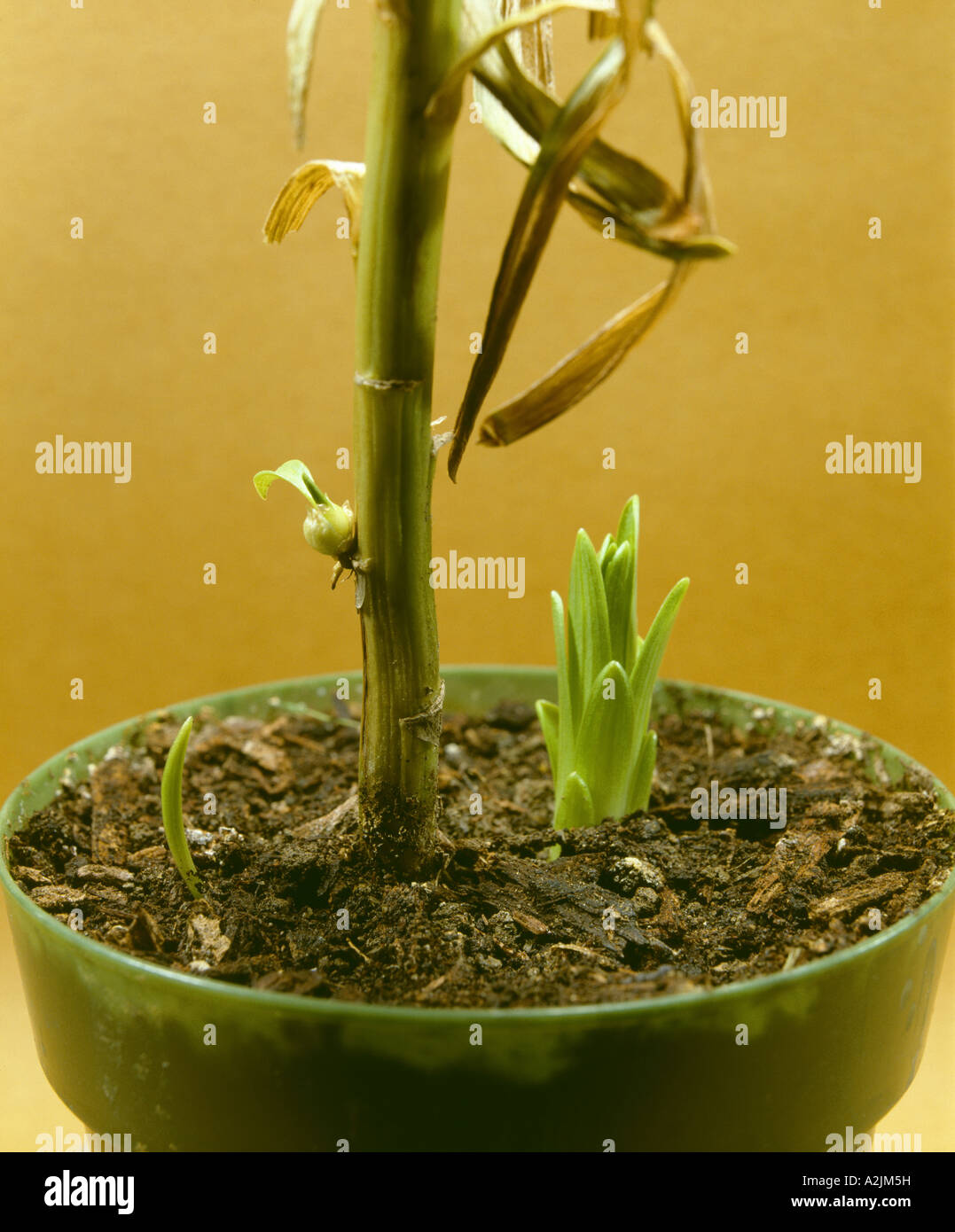 EASTER LILY (LILIUM LONGIFLORUM) PROPAGATION (VEGETATIVE) TWO TYPES OF PROPAGATION ON SAME PLANT Stock Photo