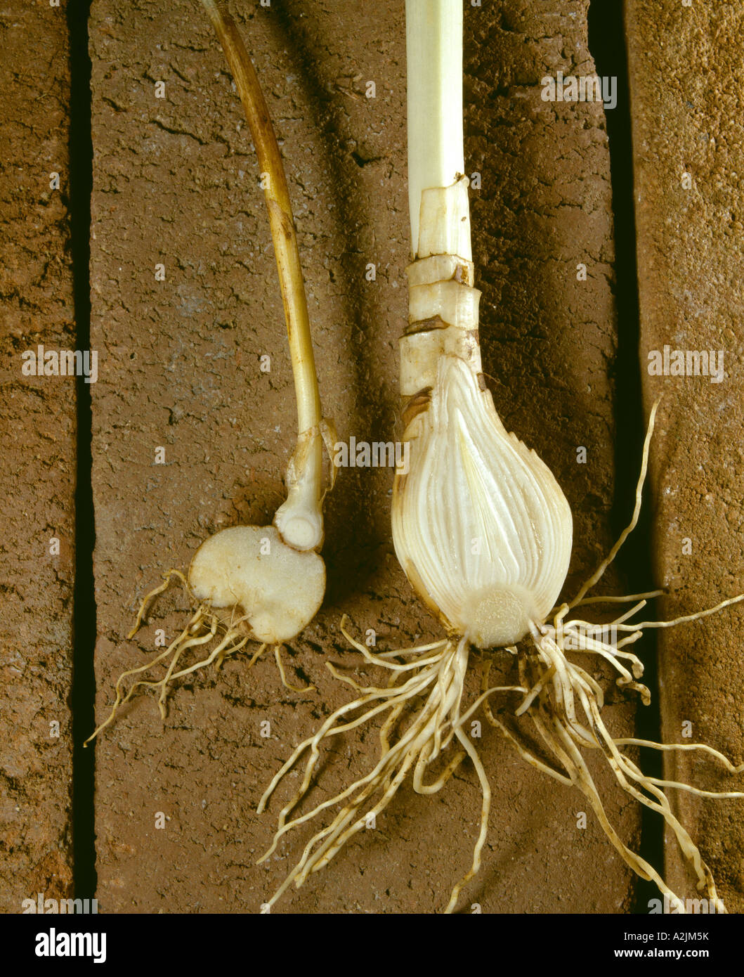 modified-stem-of-a-plant-examples