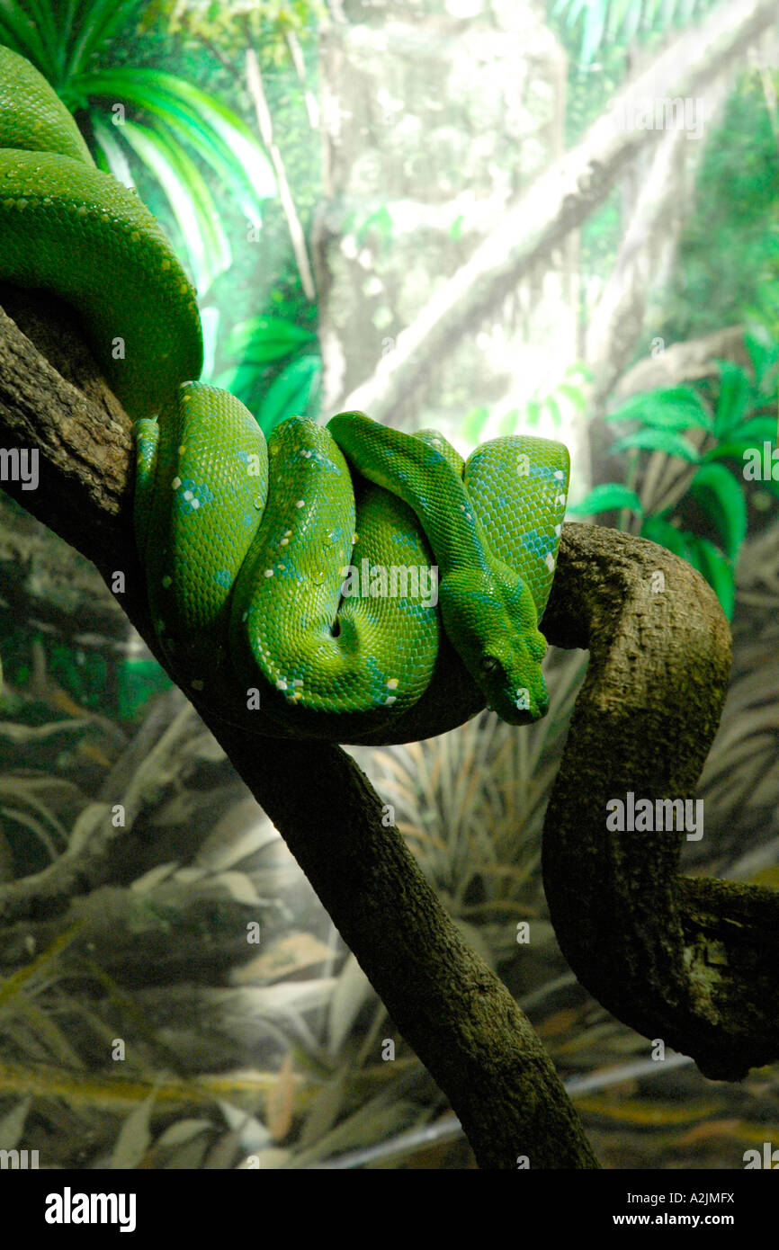 Emerald Tree Python, Queensland, Australia Stock Photo - Alamy