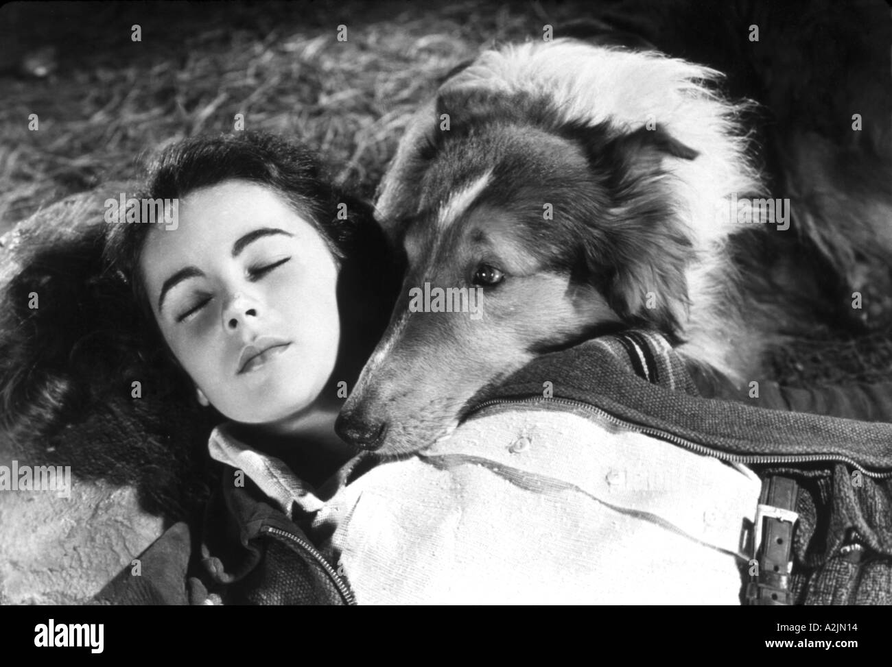 LASSIE COME HOME 1943 film with Elizabeth Taylor Stock Photo