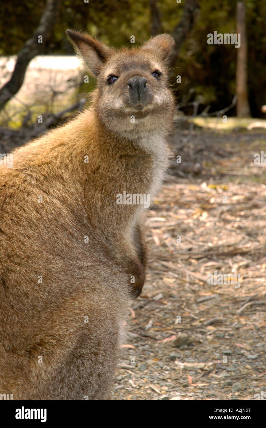 Wallaby Stock Photo Alamy
