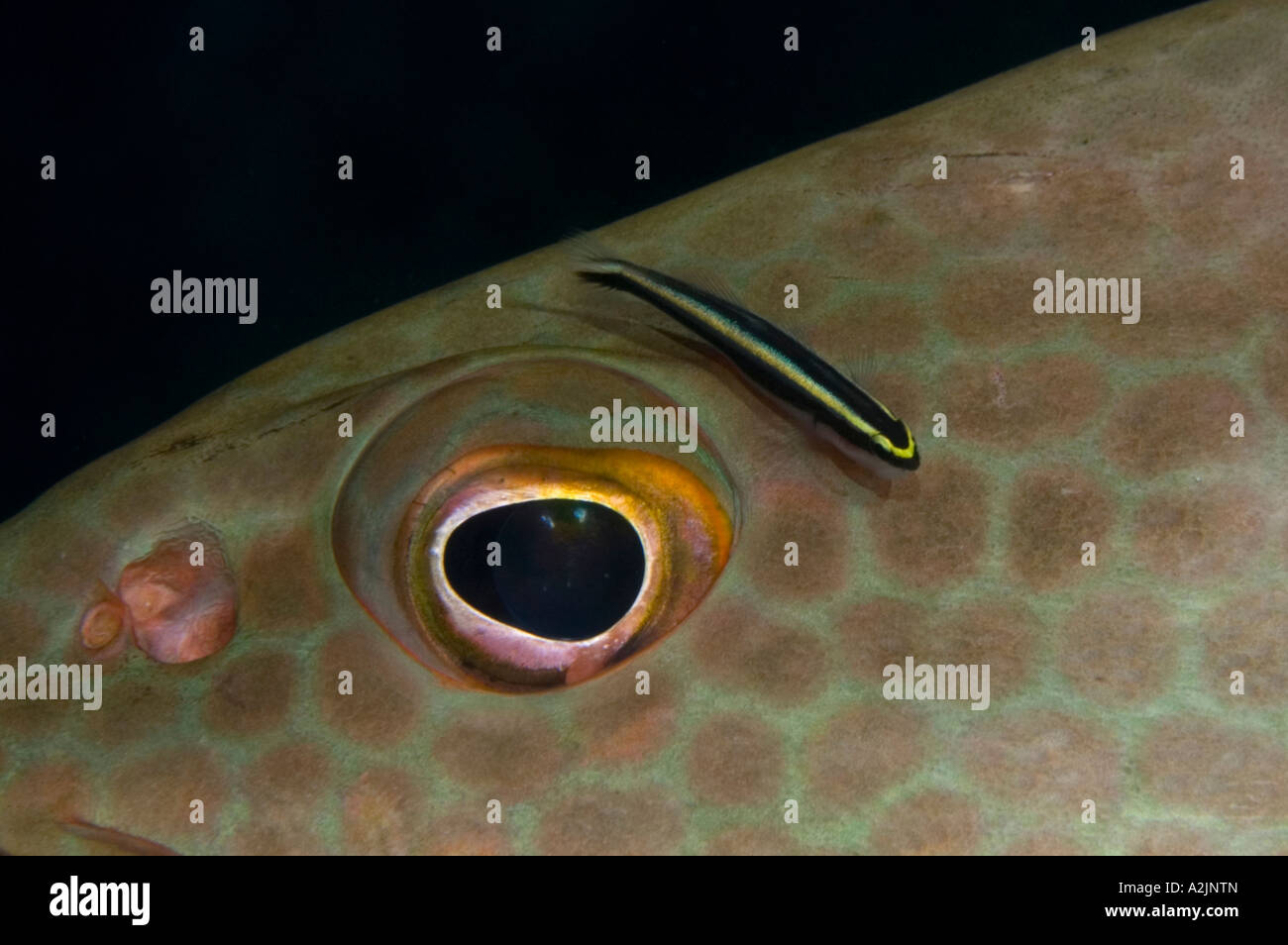 A Tiger Grouper at a cleaning station with a Cleaning Goby in Little Cayman Stock Photo