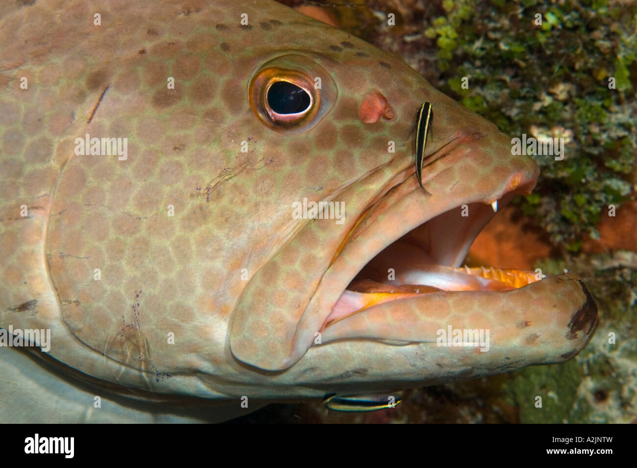 A Tiger Grouper at a cleaning station with Pederson Cleaning Shrimp and Cleaning Goby in Little Cayman Stock Photo