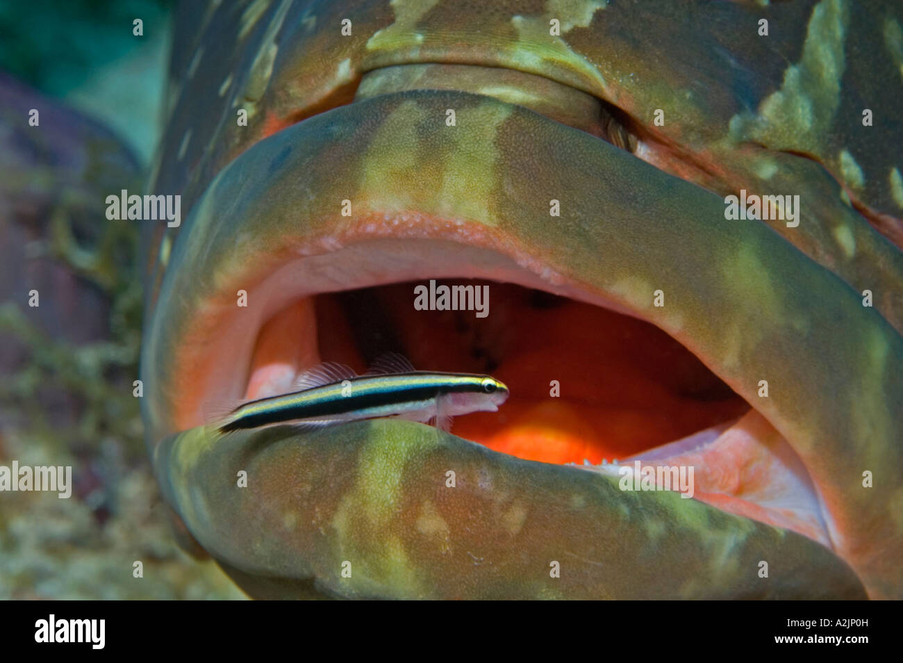 A Nassau Grouper at a cleaning station with a Cleaning Goby in Little Cayman Stock Photo
