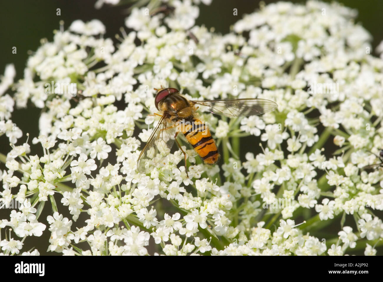 hoverfly Epistrophe balteata on flower of Wild carrot Daucus carota Germany Stock Photo