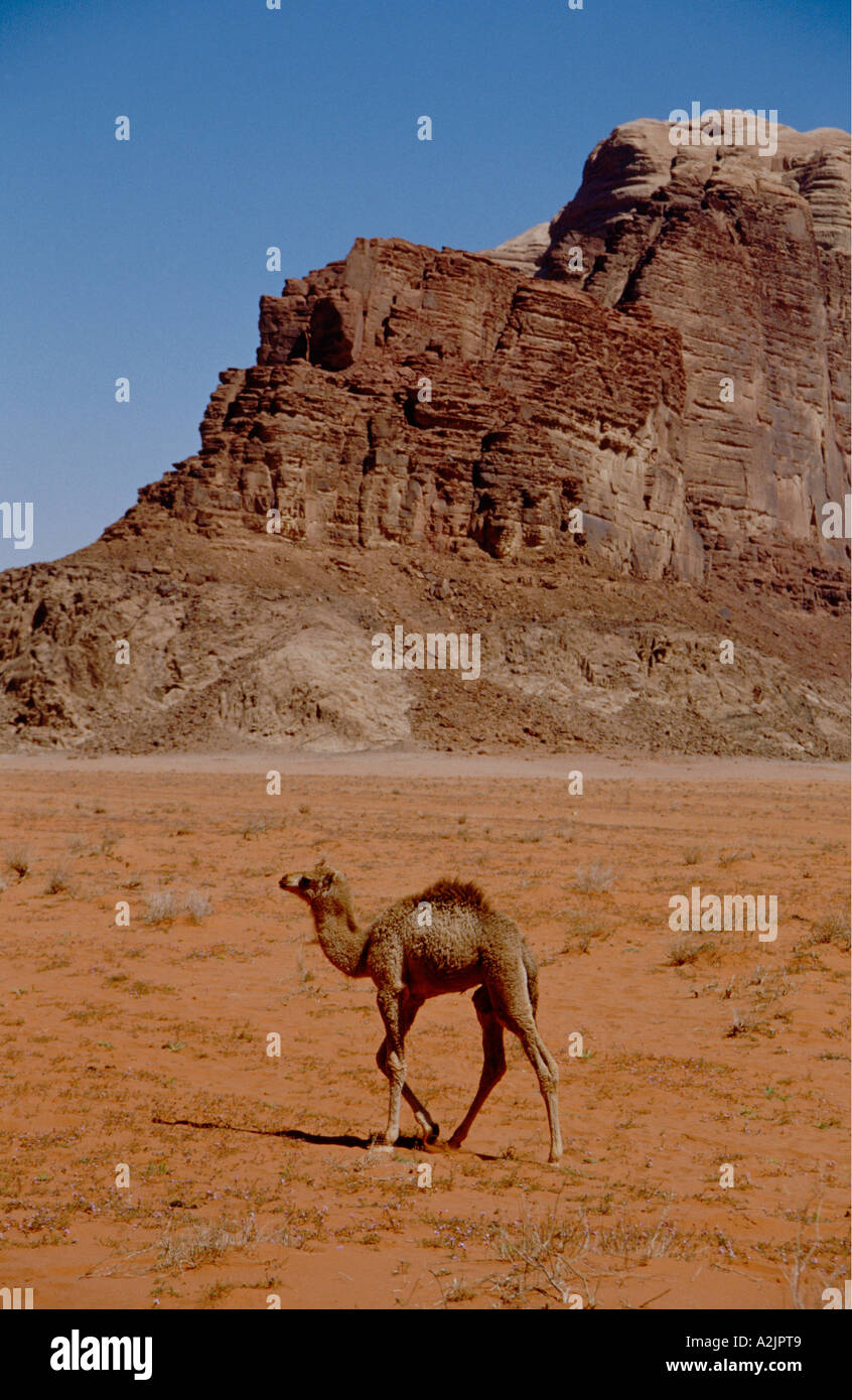 Bedouin baby hi-res stock photography and images - Alamy