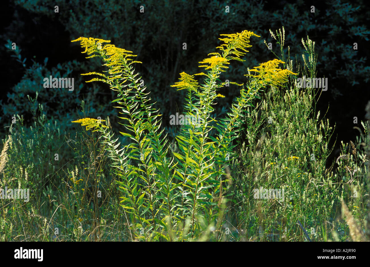 Canadian goldenrod common goldenrod Solidago canadensis Germany Stock Photo