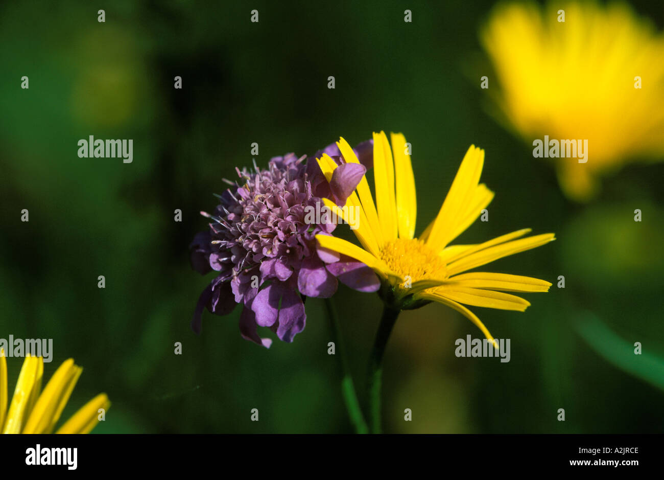 Small Scabious Yellow Oxeye Daisy Buphthalmum salicifolium Stock Photo