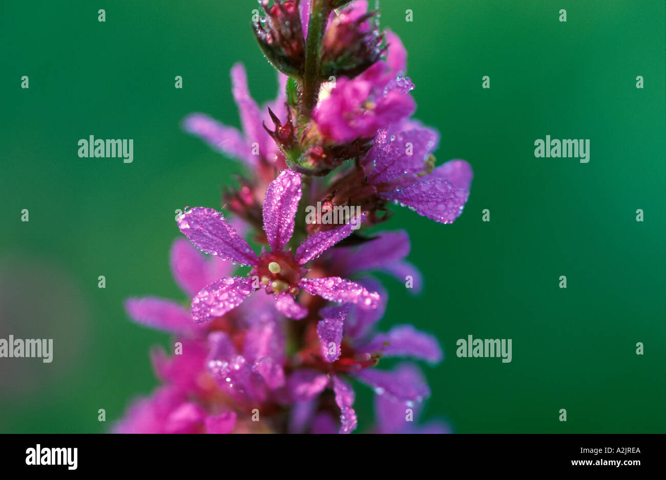 purple loosestrife Lythrum salicaria Stock Photo