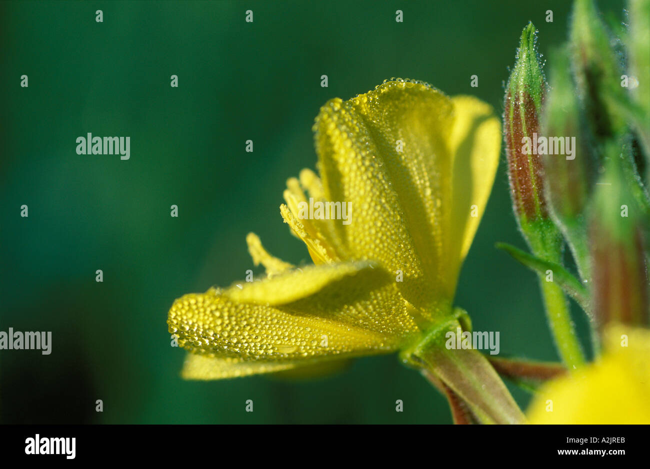 common eveningprimrose Evening Primroses Oenothera biennis medicinal