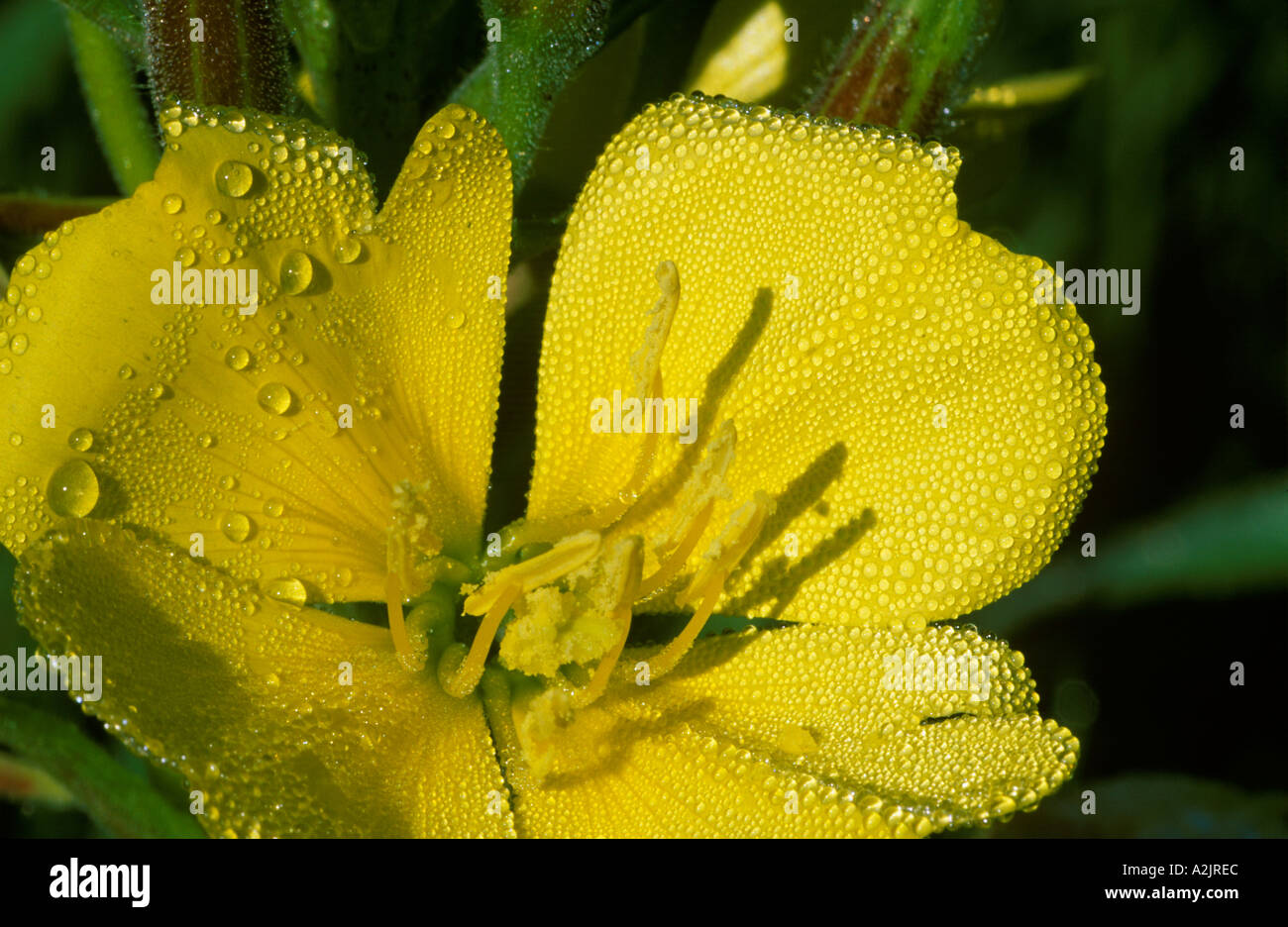 common eveningprimrose Evening Primroses Oenothera biennis medicinal