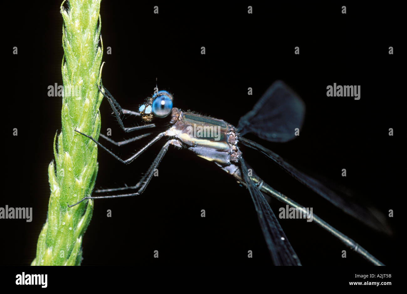 Damselfly costa rica hi-res stock photography and images - Alamy