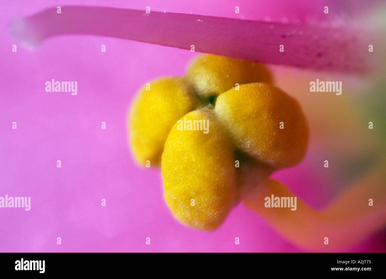 stamens of African violet Saintpaulia ionantha Stock Photo