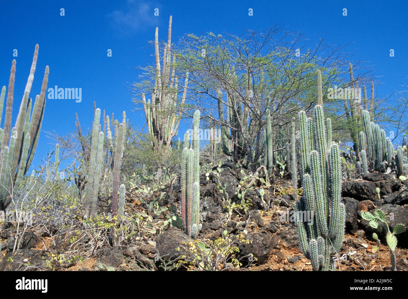 Aruba Arikok National Park Cactus Desert Stock Photo - Alamy