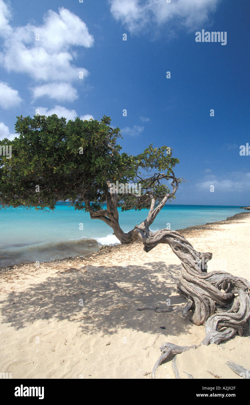 ARUBA divi dive tree on beach beside ocean Caribbean Stock Photo