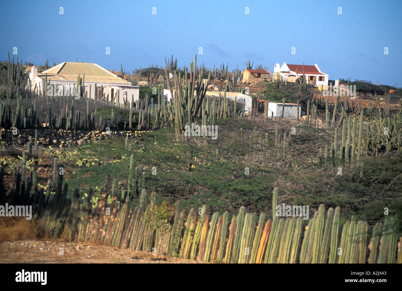 Aruba arid countryside homes with cactus fences Stock Photo Alamy