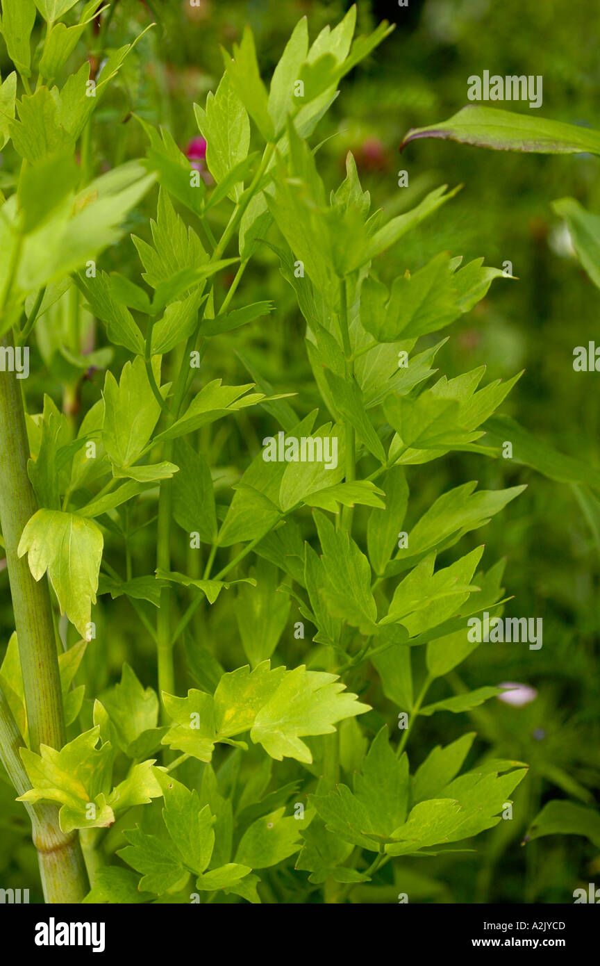 Lovage Levisticum Officinale Stock Photo Alamy