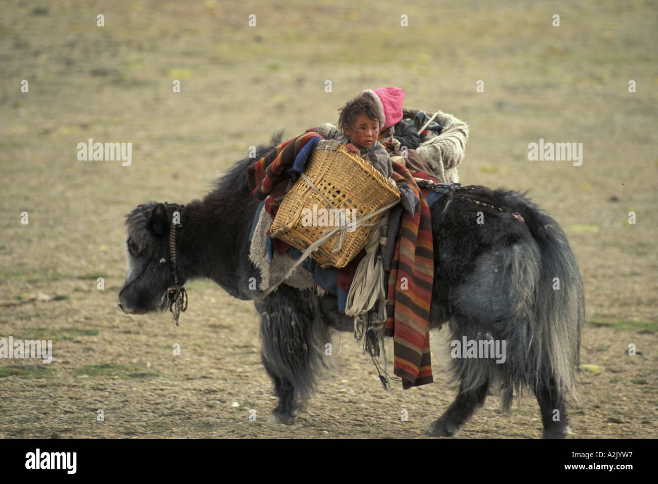 Tibet. Baby on Yak on the plateau Stock Photo - Alamy