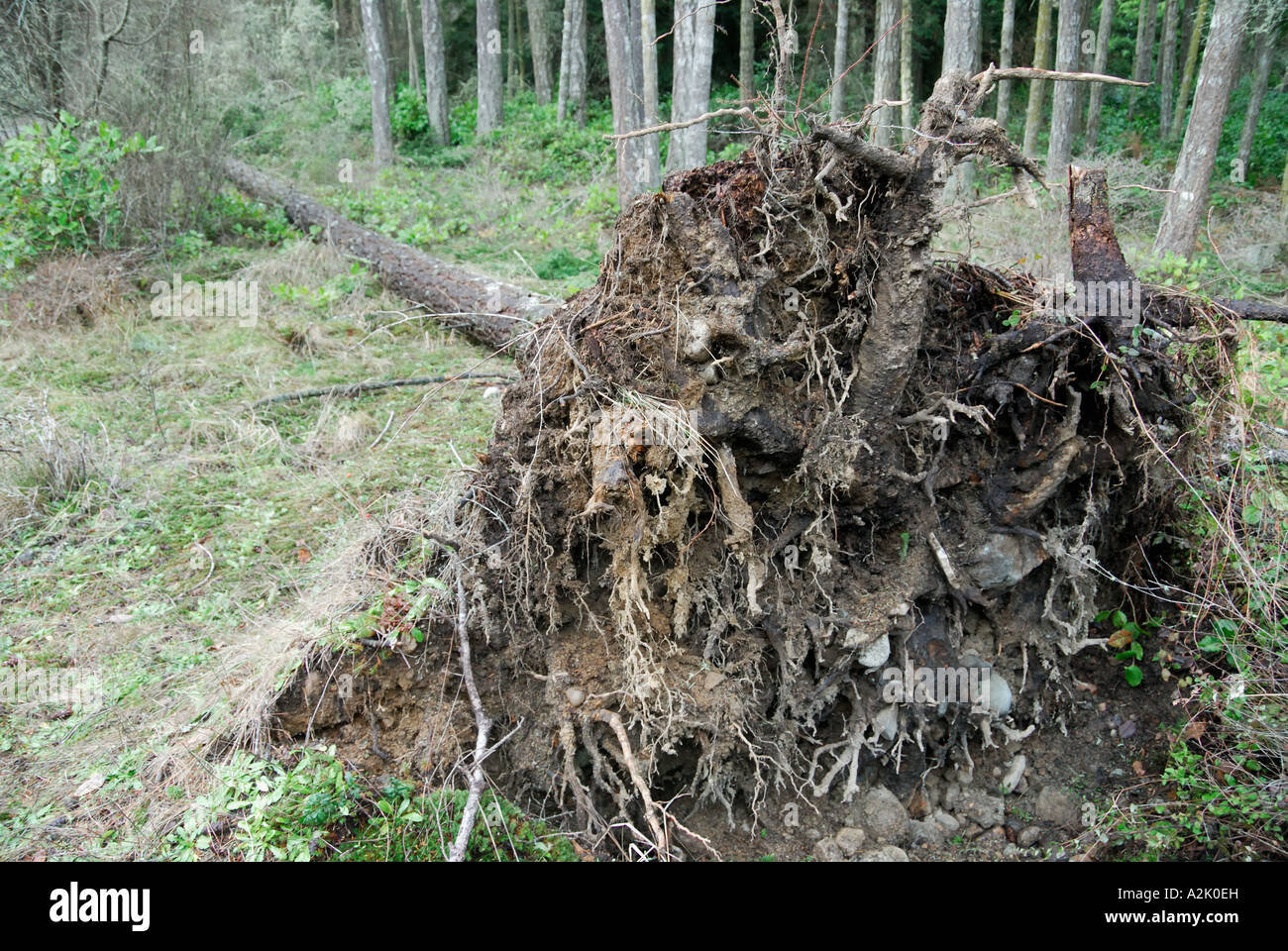 'Fir tree 'knocked down' by storm'. Stock Photo