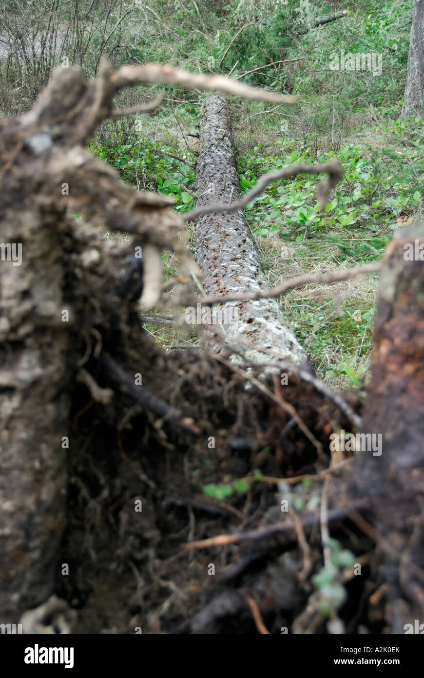 'Fir tree 'knocked down' by storm'. Stock Photo