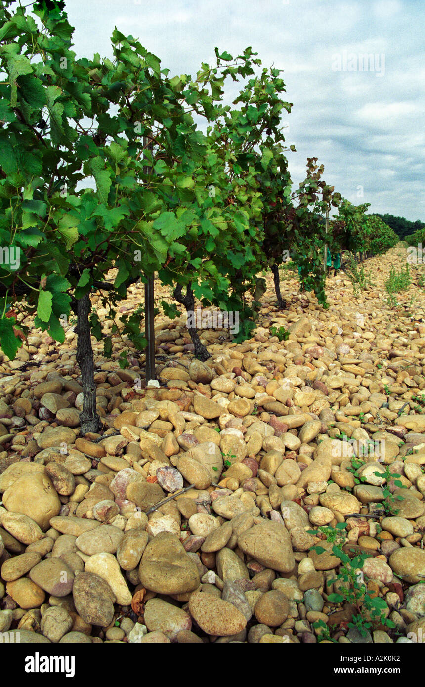 Vines With The Typical Soil In Chateauneuf Big Stone Pebbles Called Stock Photo Alamy
