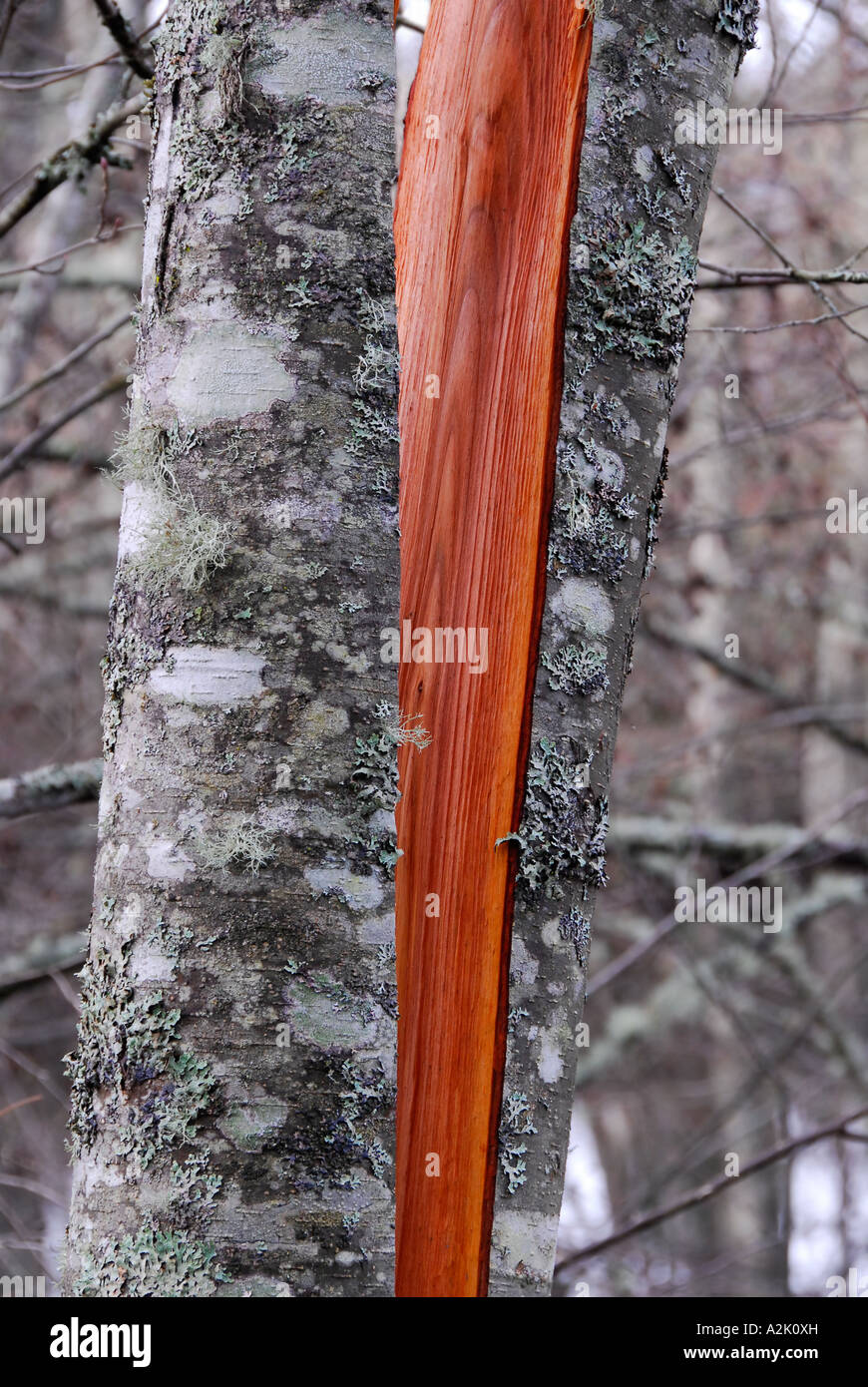 "Alder tree "split in half" by wind storm Stock Photo Alamy