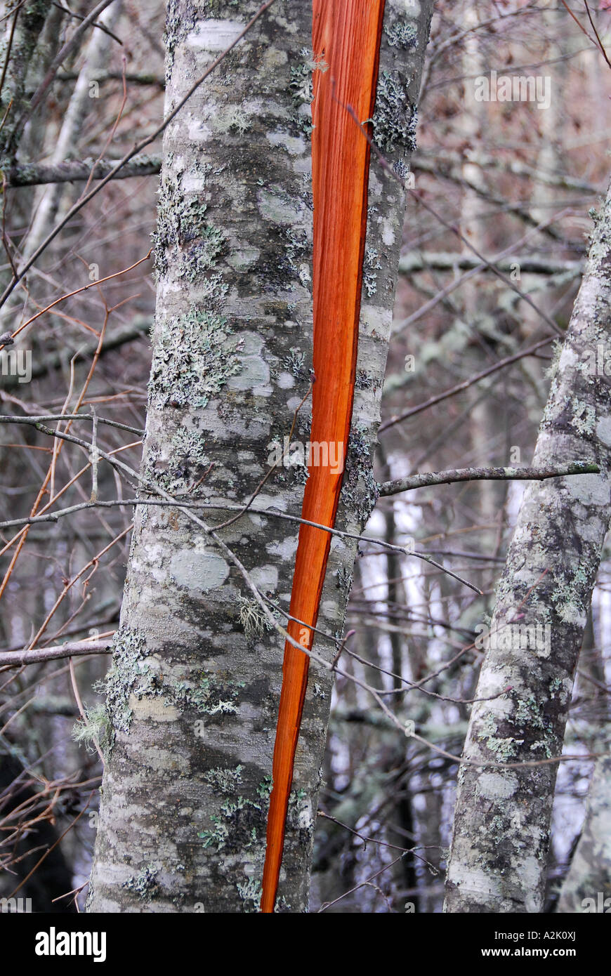 "Alder tree "split in half" by wind storm Stock Photo Alamy