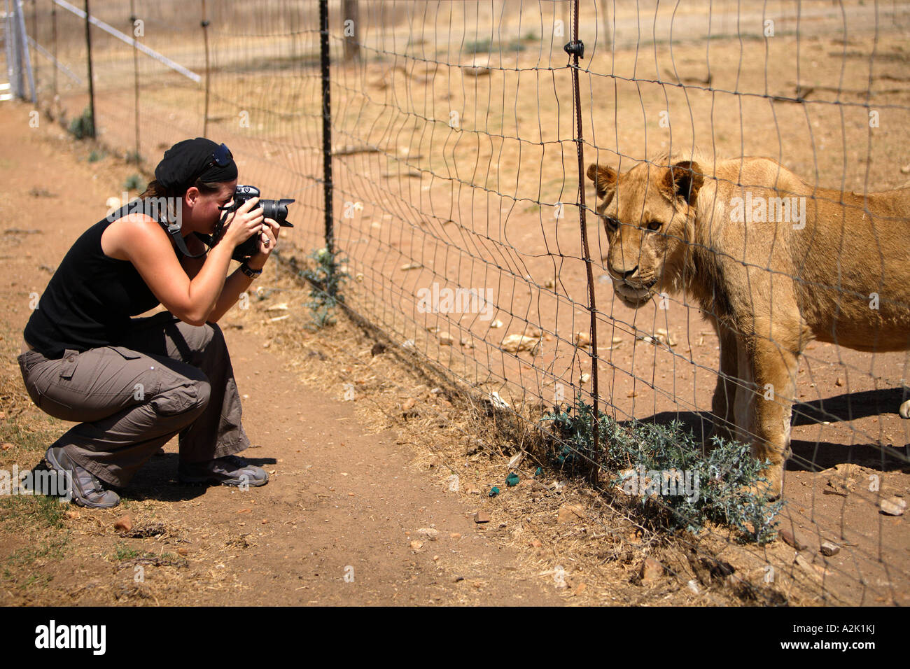 Lions in captivity, Panthera leo krugeri. South Africa. Stock Photo