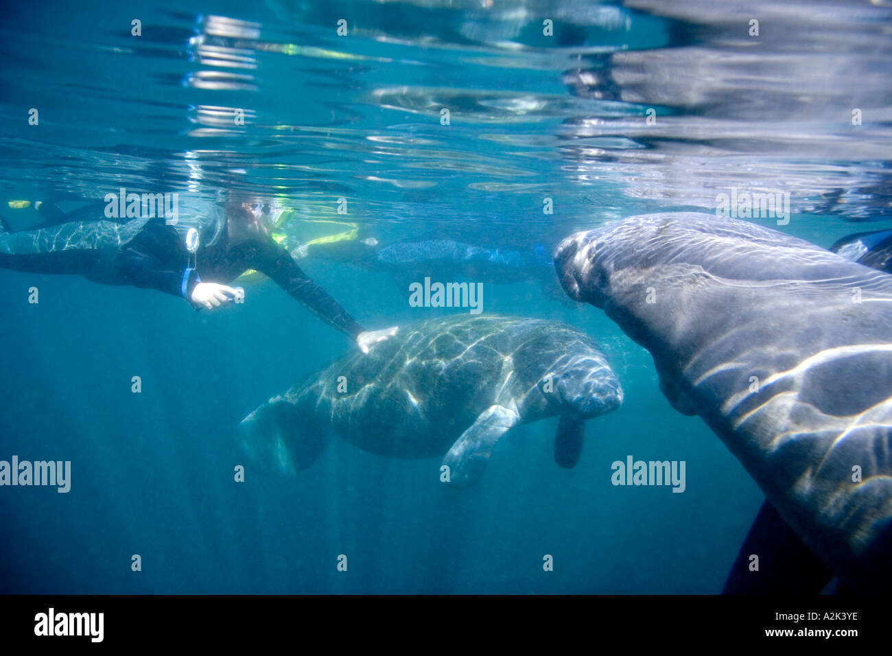 School teachers snorkeling with the Manatees at Crystal River Florida