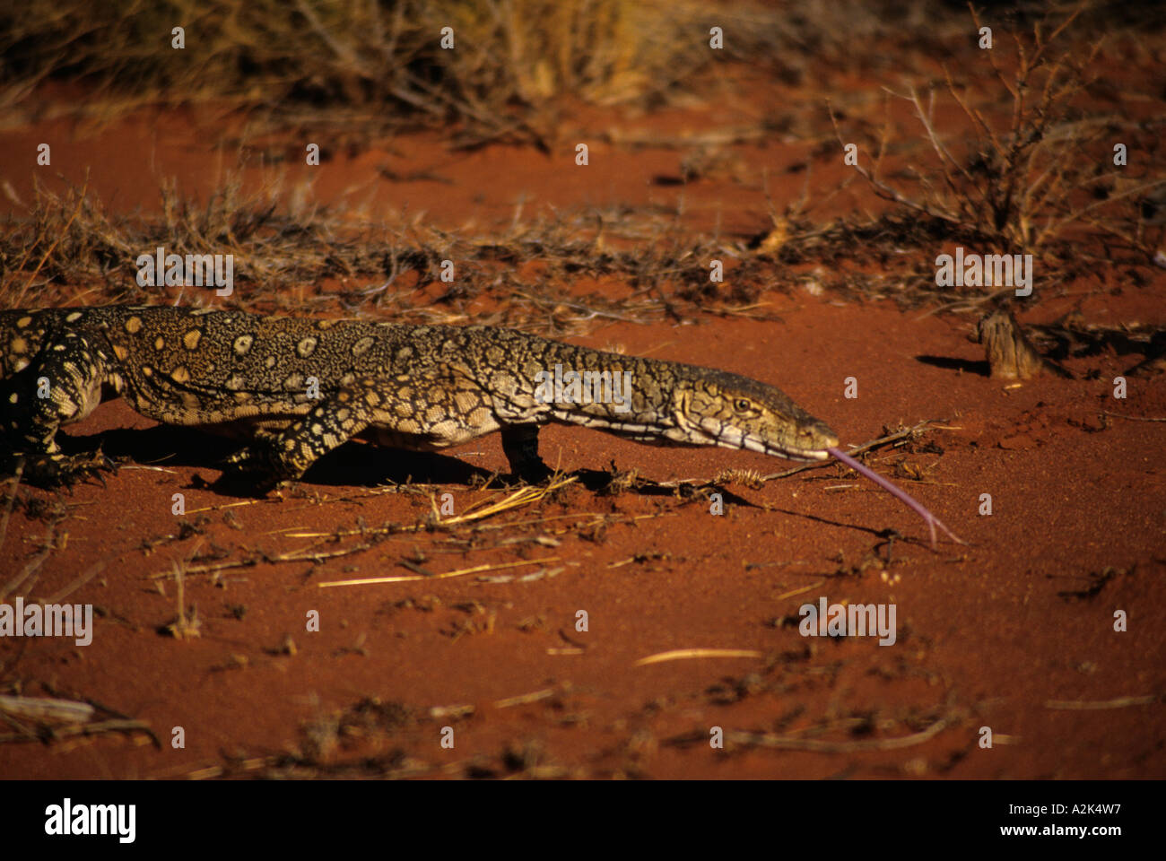 Australia, UluruKata Tjuta National Park, Perentie (Varanus giganteus