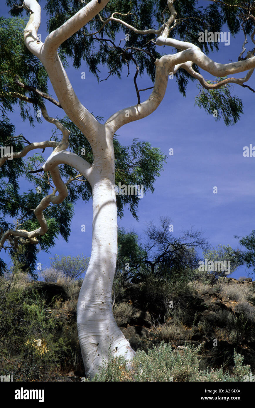 Central Australia, Trephina Gorge, Ghost Gum Tree (Eucalyptus Stock