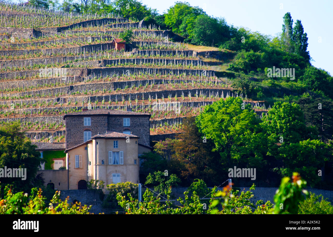 The Grillet, that has its own appellation close to Condrieu with its vineyard behind. Château Grillet, Vérin, Rhone, France, Europe Stock Photo - Alamy