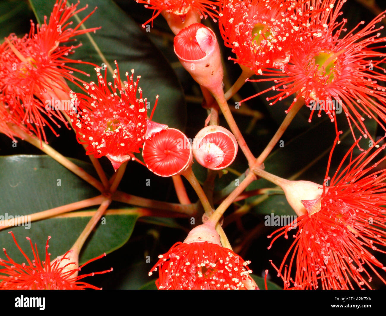 Rata blossom hires stock photography and images Alamy