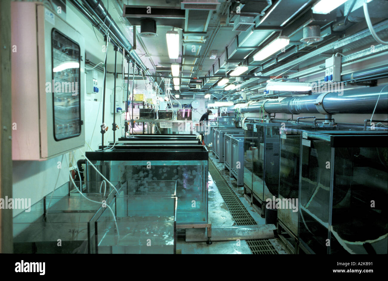 Plankton and Jellyfish breeding Stock Photo