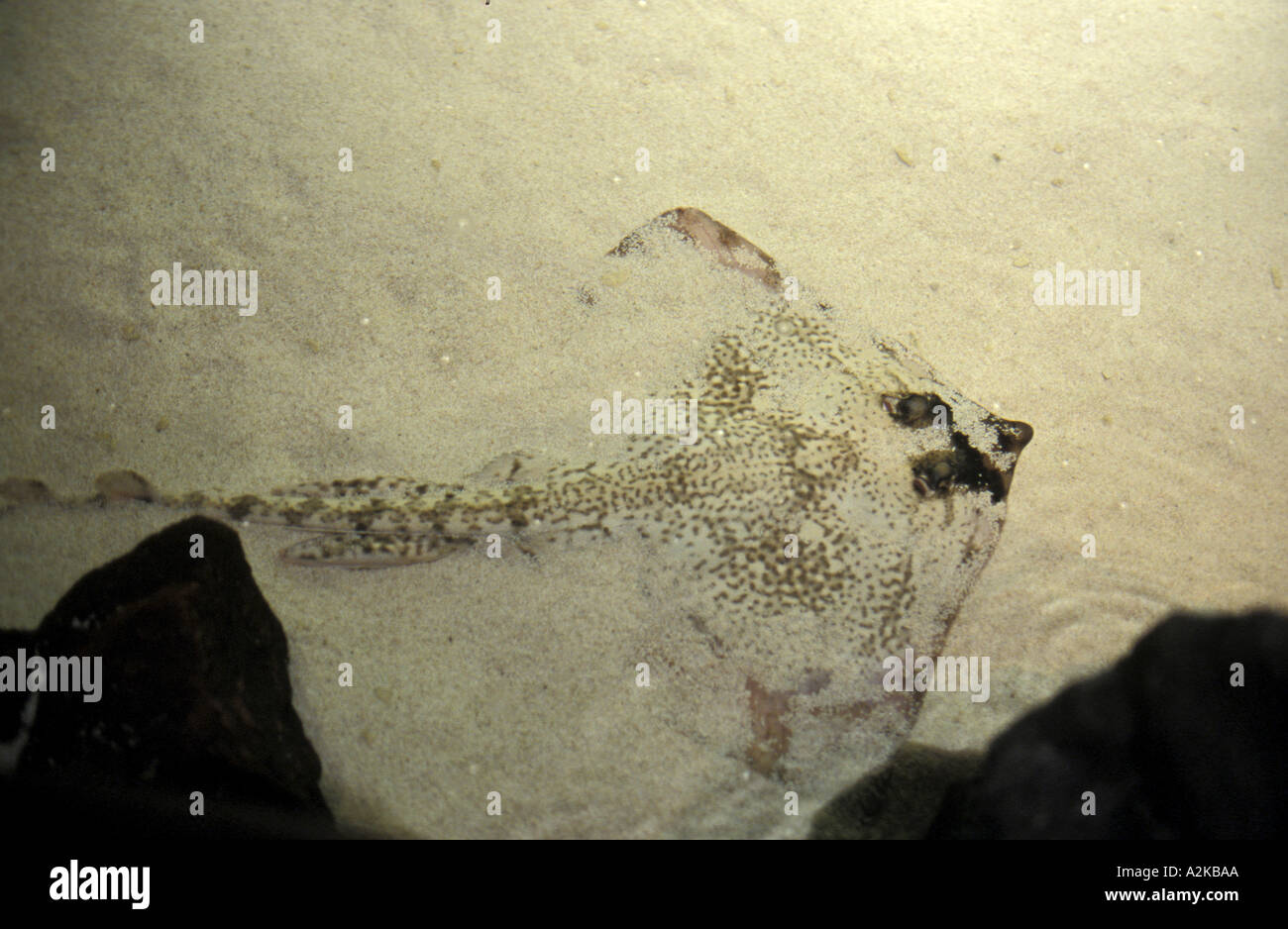 Tactile tank Stock Photo