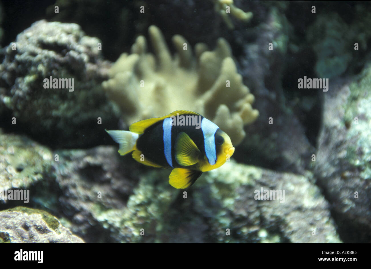 Red and Black Anemonefish Stock Photo