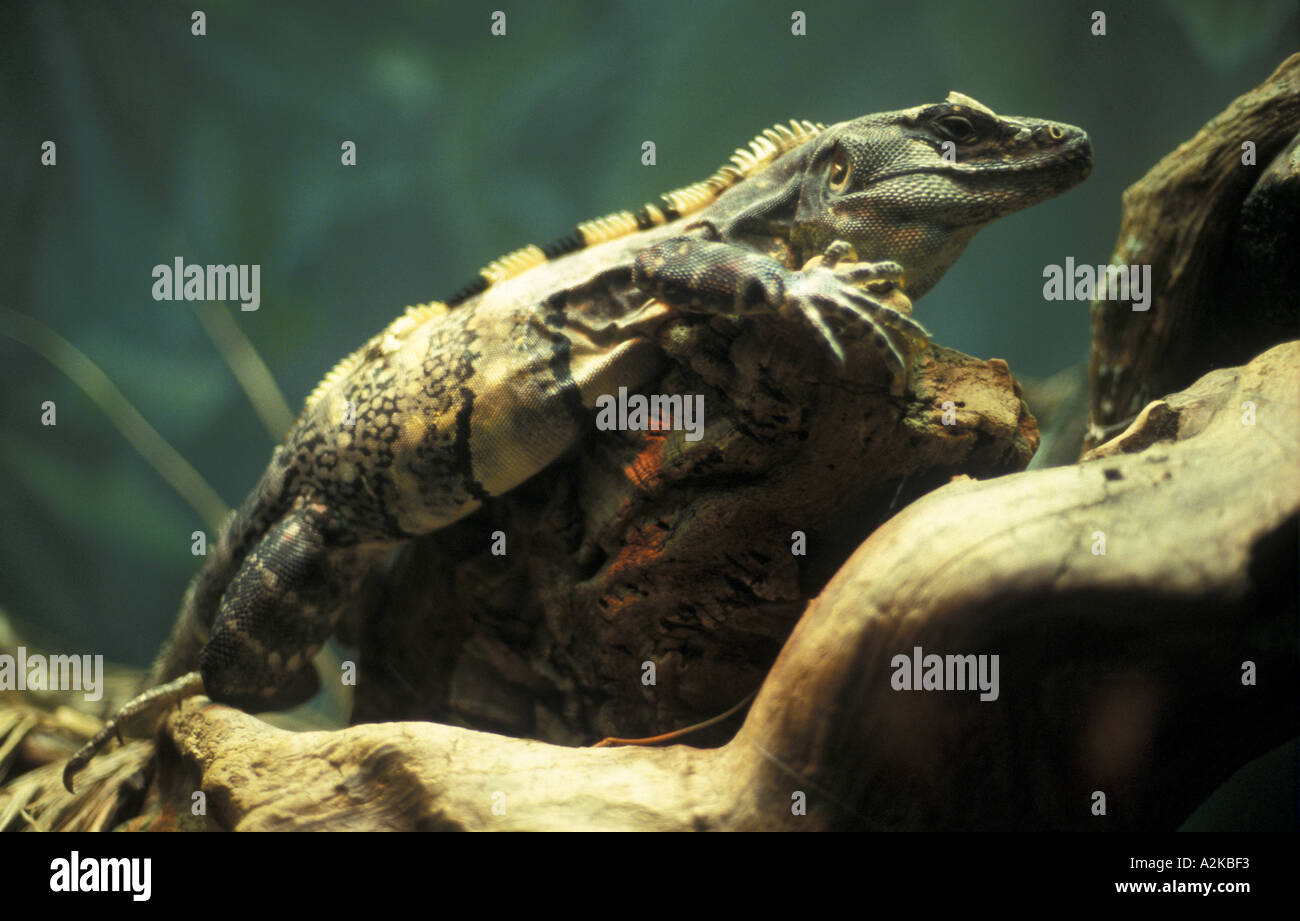 Animal varan reptile hi-res stock photography and images - Alamy