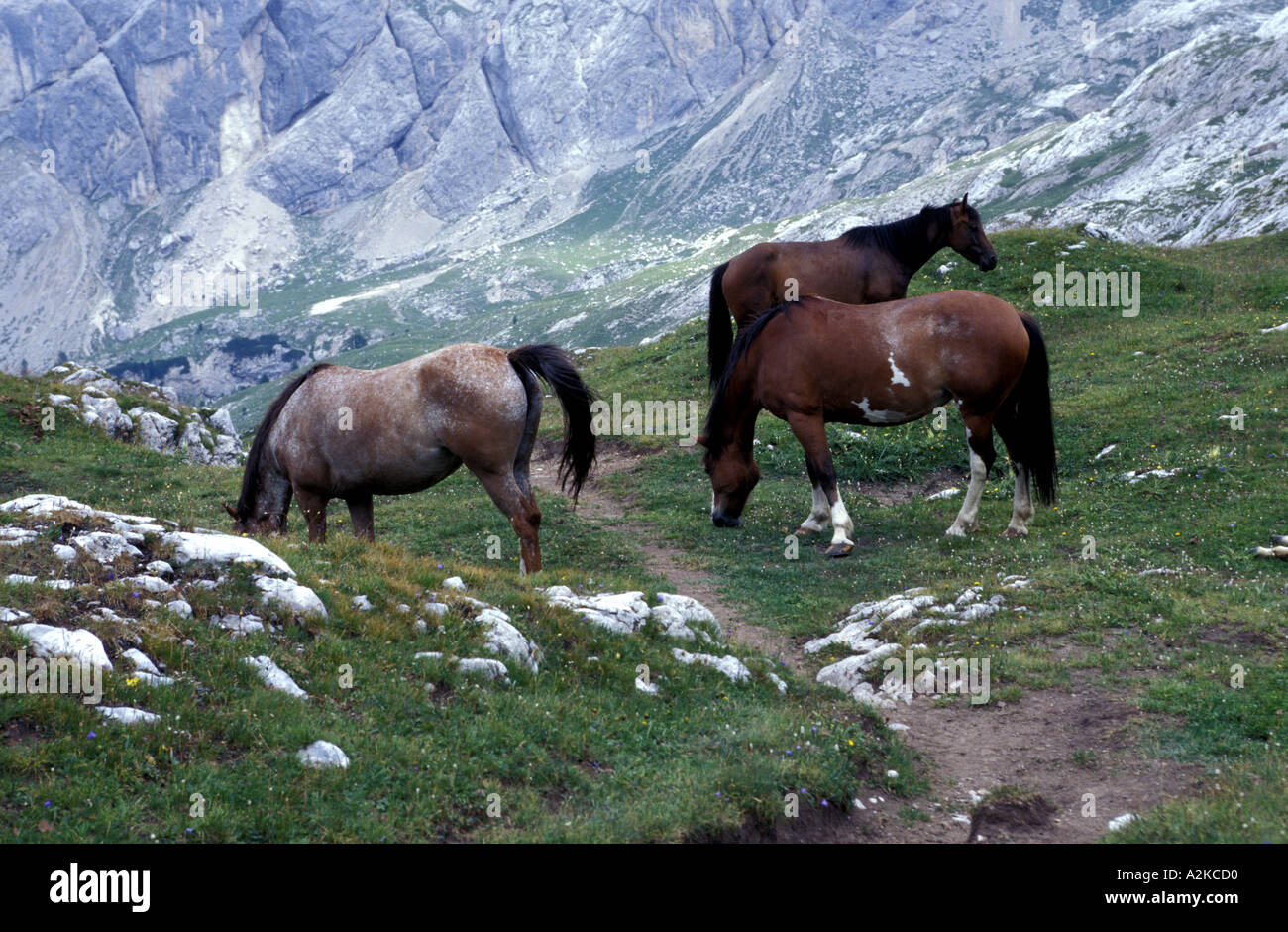 Horses at mountain hi-res stock photography and images - Alamy