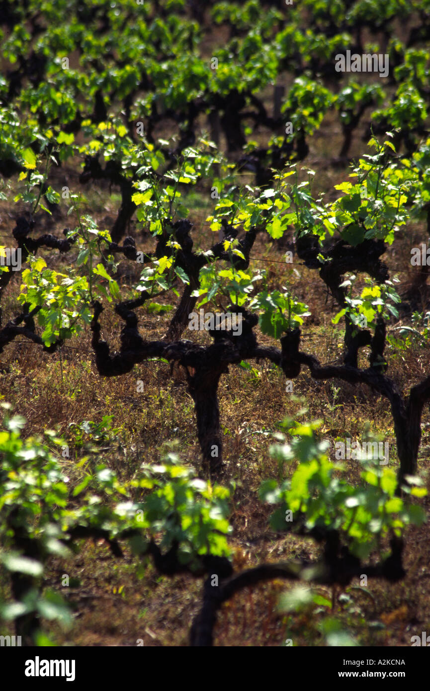 Vineyards Rhone Valley France Stock Photo - Alamy