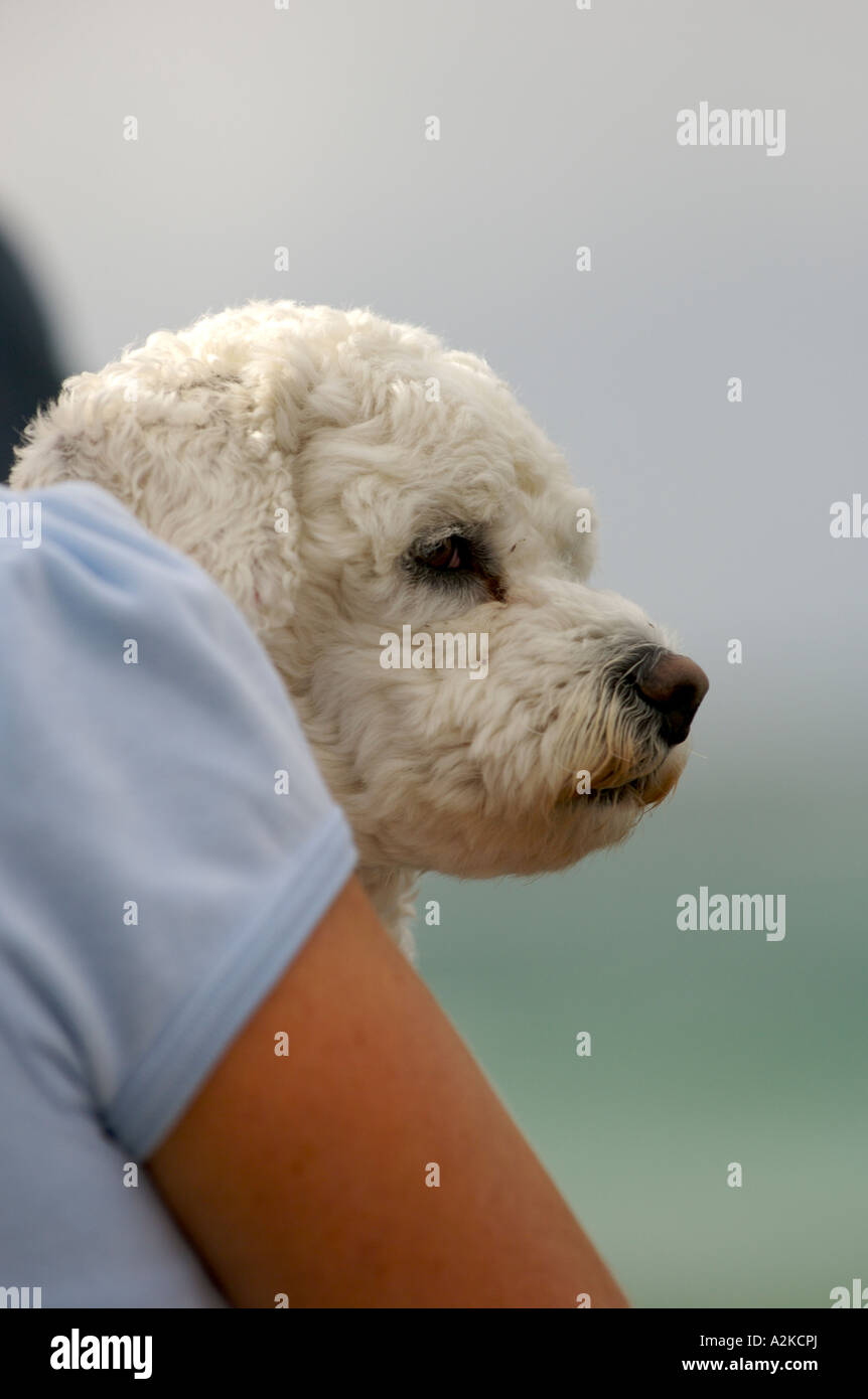 Small dog being carried Stock Photo Alamy